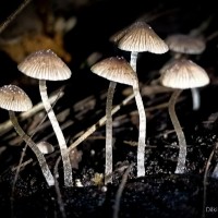 Mycena